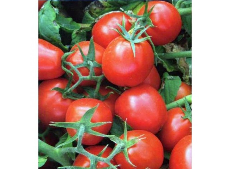 Семена томата 9661 F1 (5000 семян), Lark Seeds, ранний